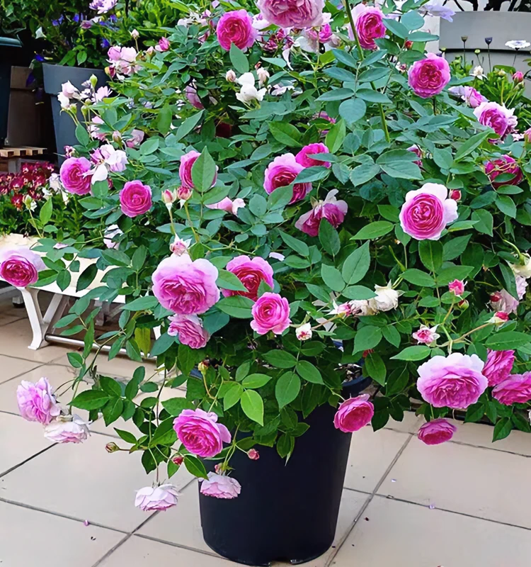 【玛姬婶婶】多头勤花月季甜蜜马车四季开花微型月季爆香紫色盆栽