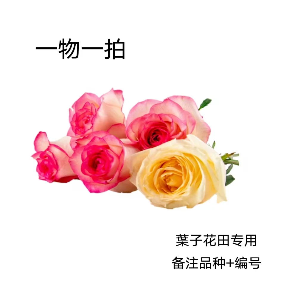 【直播间一物一拍】月季花苗玫瑰大花浓香四季庭院花卉