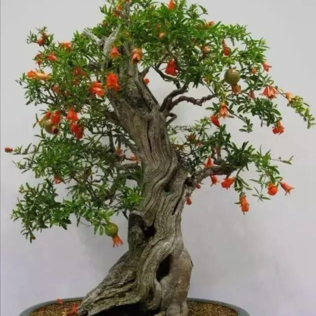 一物一拍庭院盆栽园林植物