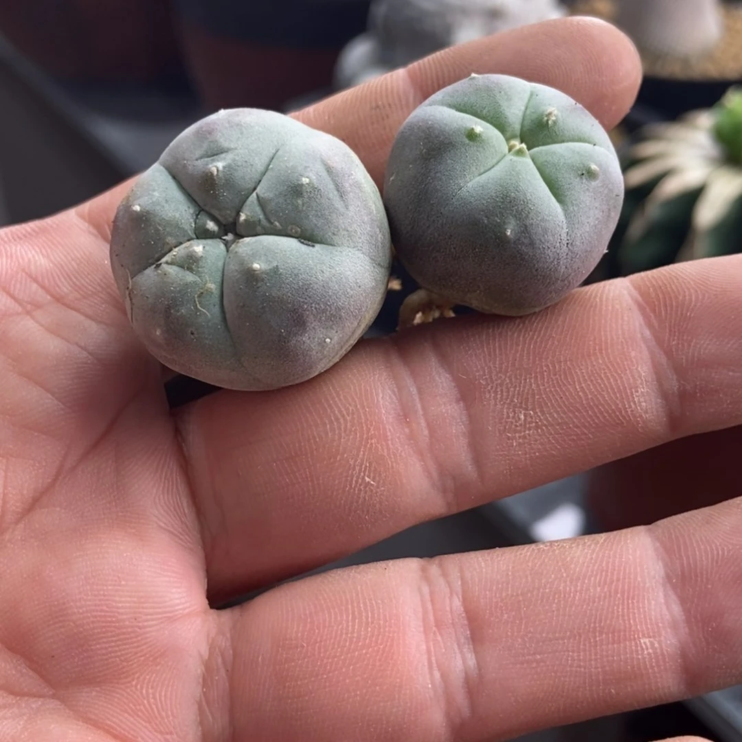 幽*无刺仙人球开花了