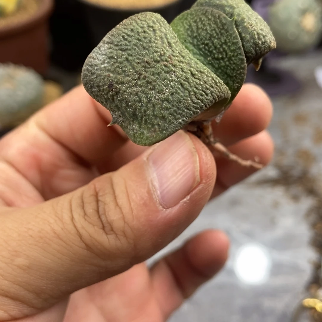 乱*柴无刺仙人球开花了,