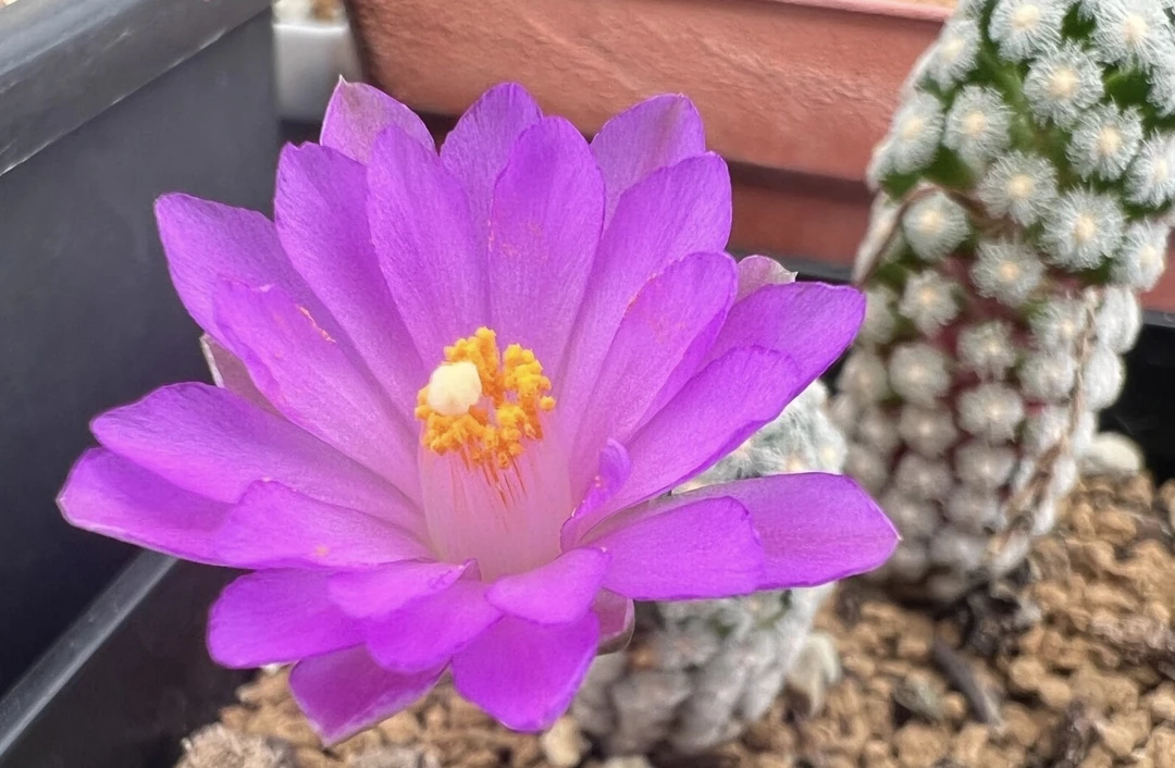 漂亮的实生黛丝优仙人球，尺寸1-1.5