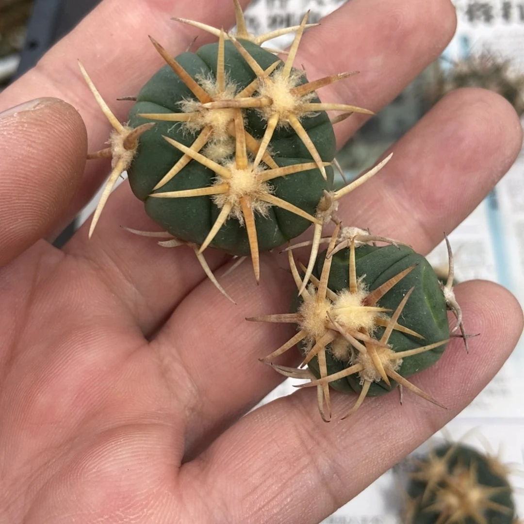 南**裳无刺仙人球开花了