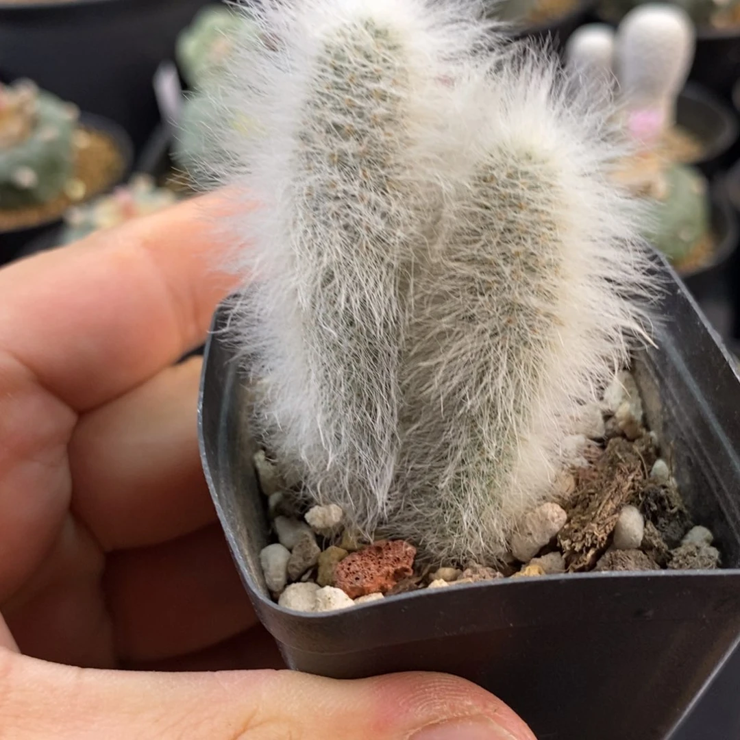 弗****?白毛虾，无刺仙人球