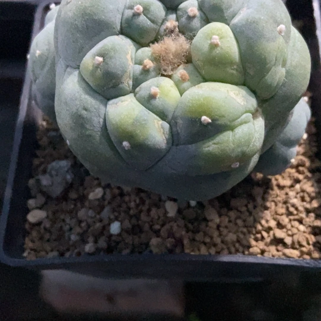 是****…无刺仙人球开花了,