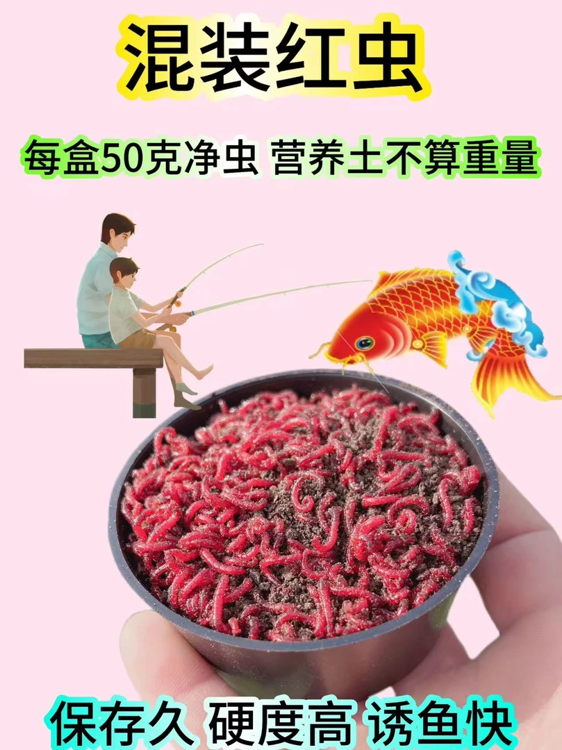 特大号红虫活饵鲜活夏季好用黑头公虫加营养土混装现货现发鲫鱼