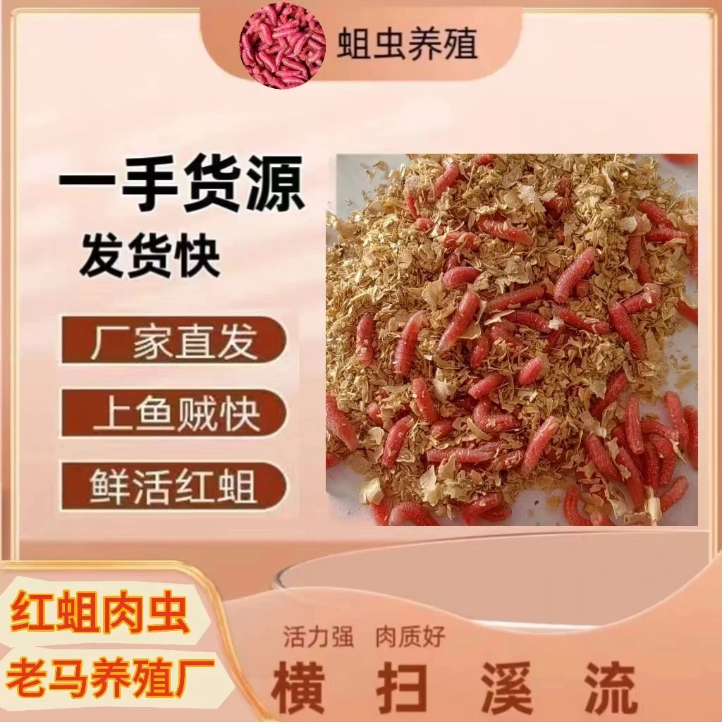 蛆虫活饵红蛆肉虫饵料野钓狂拉石斑白条鲫鲤草鳊爆护鱼饵四季通用