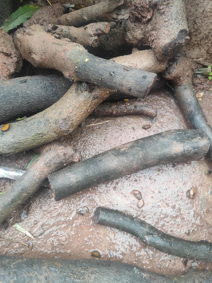 小山灌木金弹子 一拍一付庭院植物另名瓶兰花观花观果观树型植物