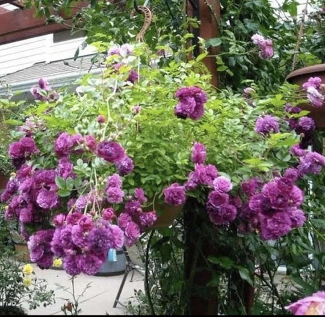 微型月季甜蜜马车微型月季美国紫红微月阳台盆栽植物客厅月季苗