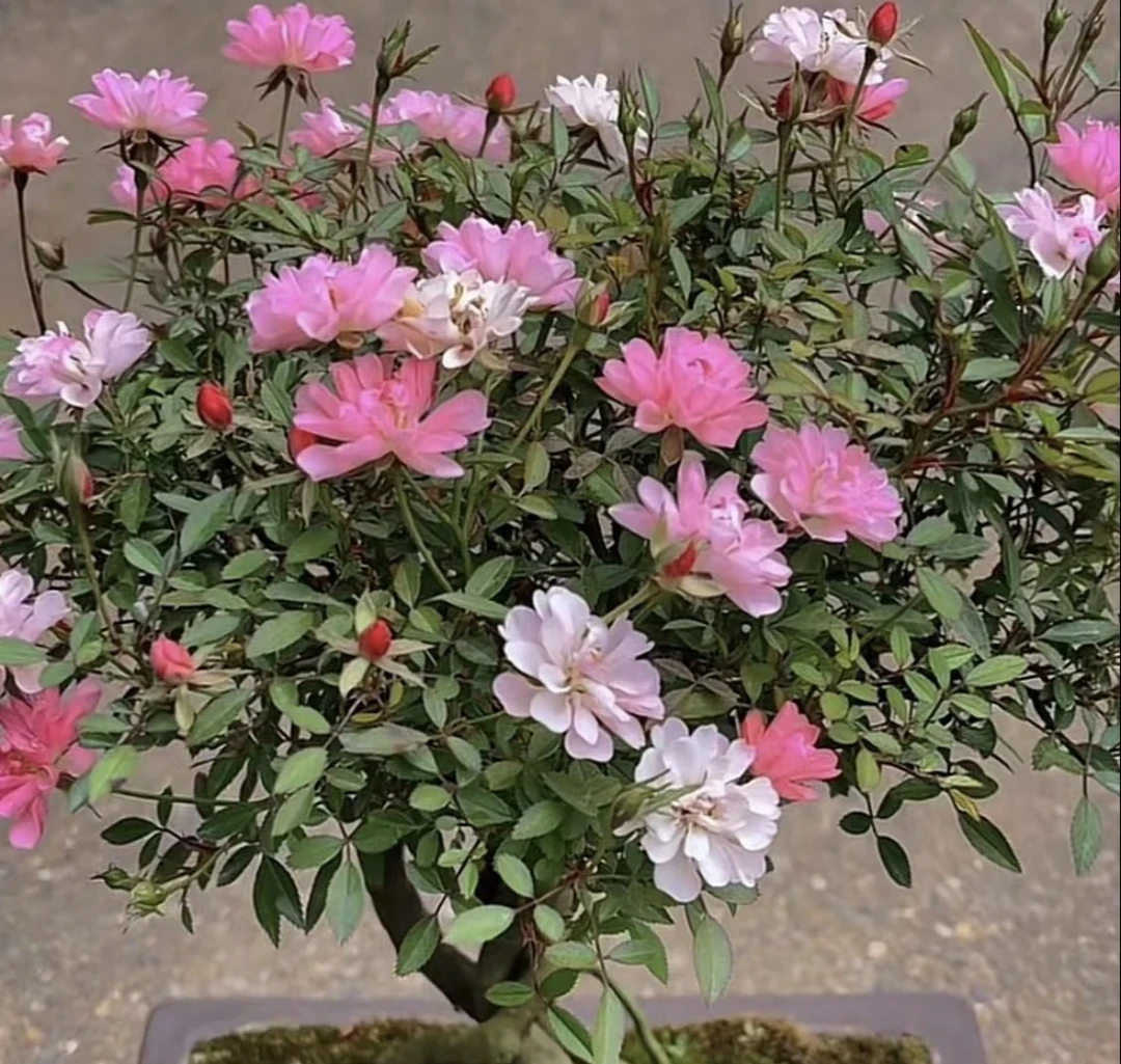 超微月季 樱花镜 月季  花量大 勤花