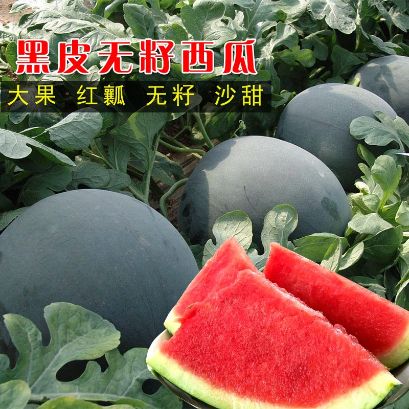 黑皮无籽西瓜种子籽盆栽春季可种夏季不打岔易管理种植