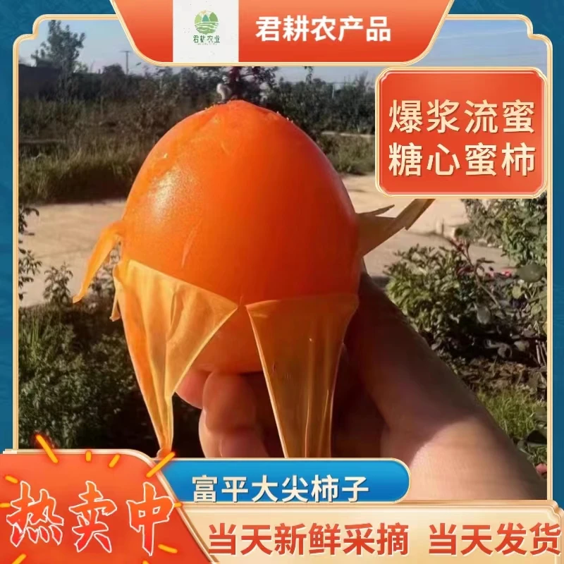 【富平大尖柿】果园新鲜采摘当天发香甜果香汁水甜蜜美味16枚装柿子