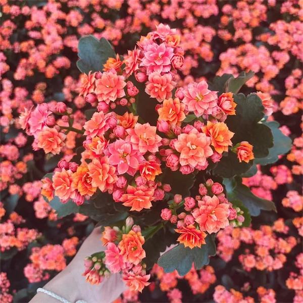 【烟花  13cm盆】重瓣大花 0℃地区请拍保温，不拍冻坏不赔