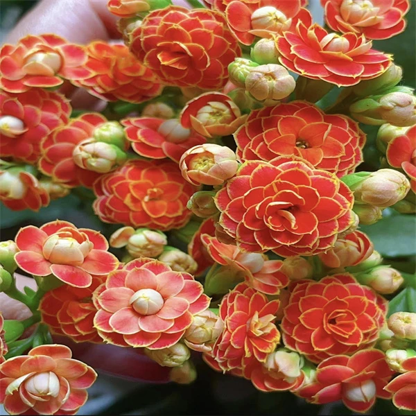 【金狐狸  10cm盆】重瓣大花 0℃地区请拍保温，不拍冻坏不赔