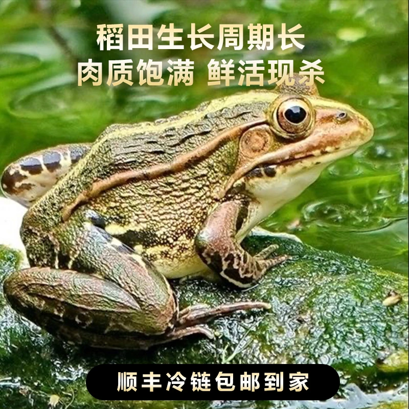 农村稻田玉米地养殖活体青蛙肉田鸡三道门新鲜现杀非牛蛙火锅烧烤