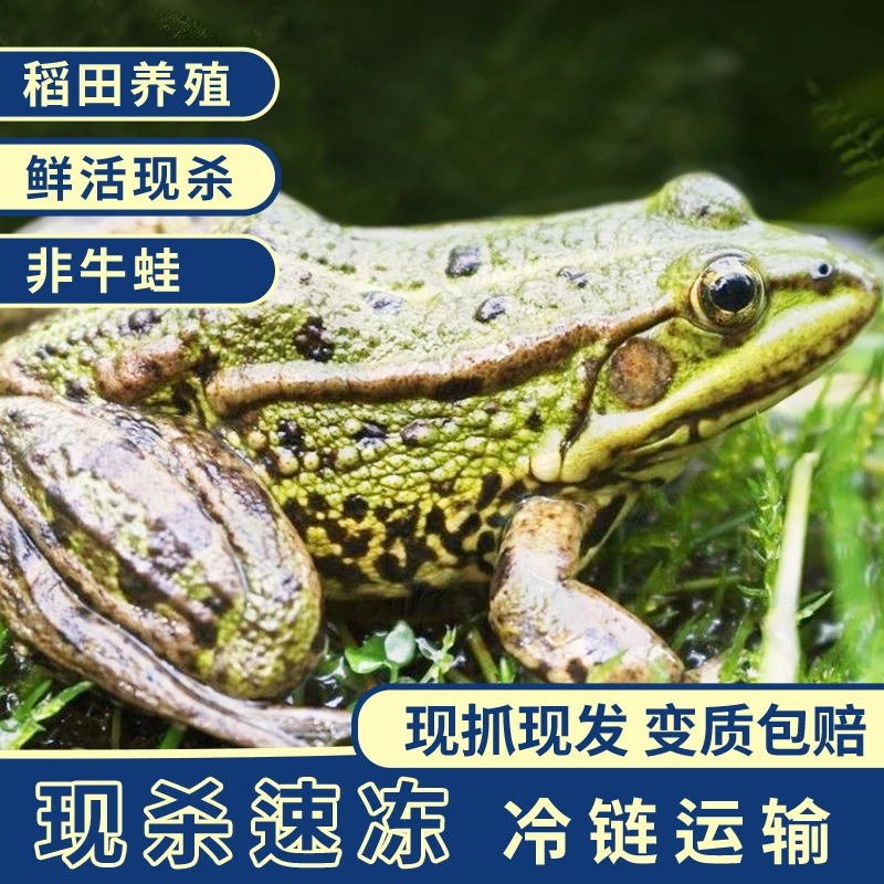 【顺丰冷链】青蛙肉稻田散养新鲜田鸡三道门活蛙现杀非牛蛙火锅专用