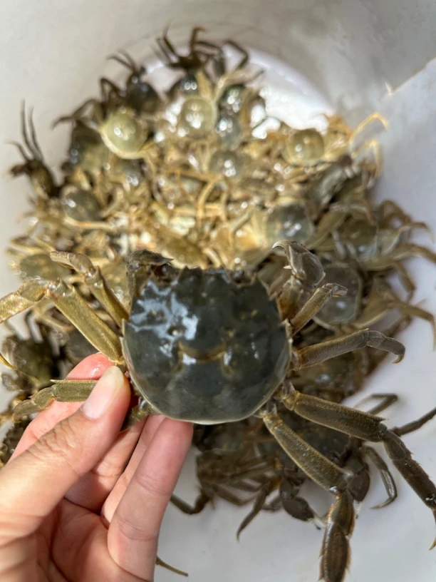 大闸蟹买10只送1只（0.9~1斤）