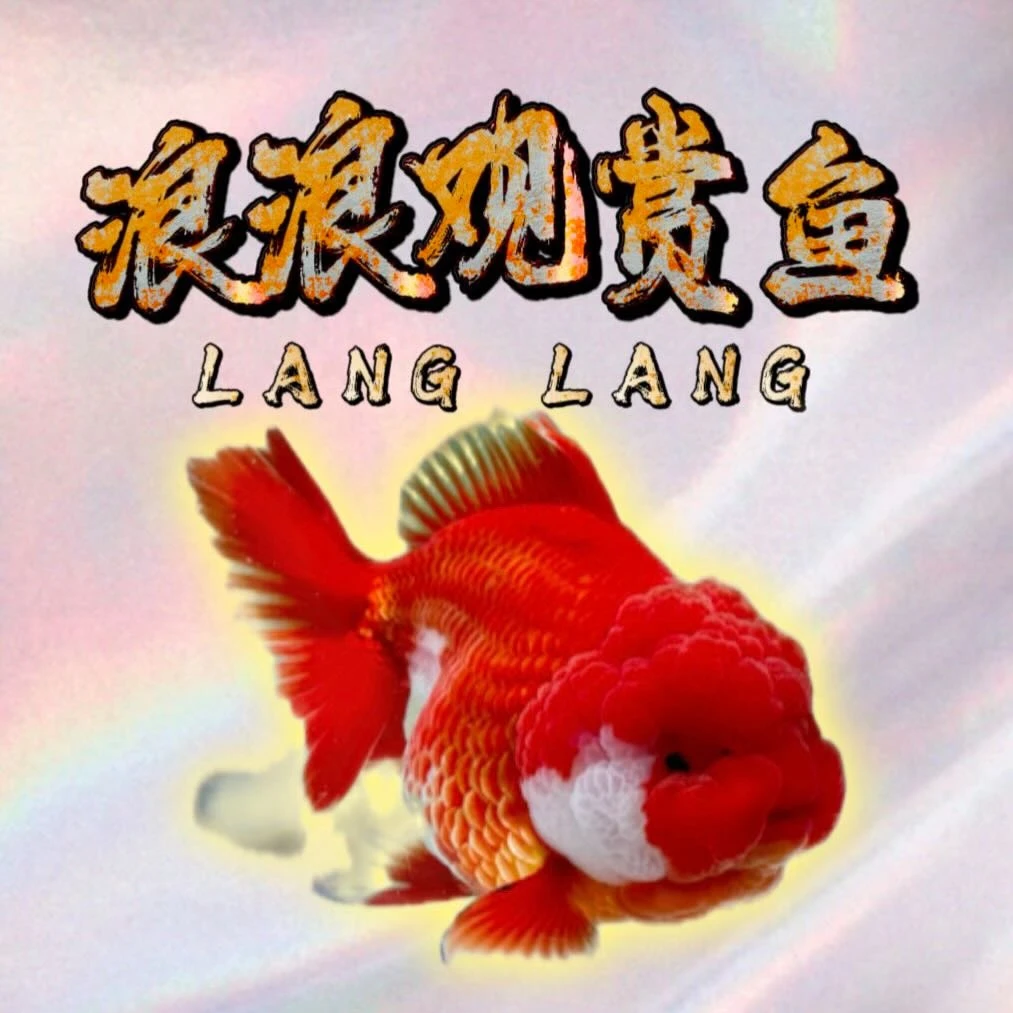 101-200号一物一拍包邮包路损录开箱视频