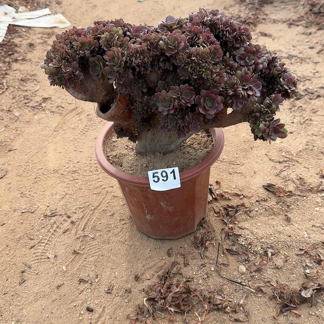 591万朵朵有伤一颗呀呀