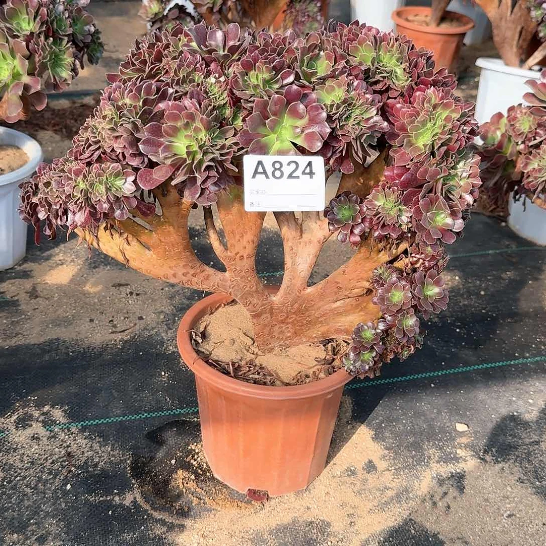 824欧紫一颗呀呀