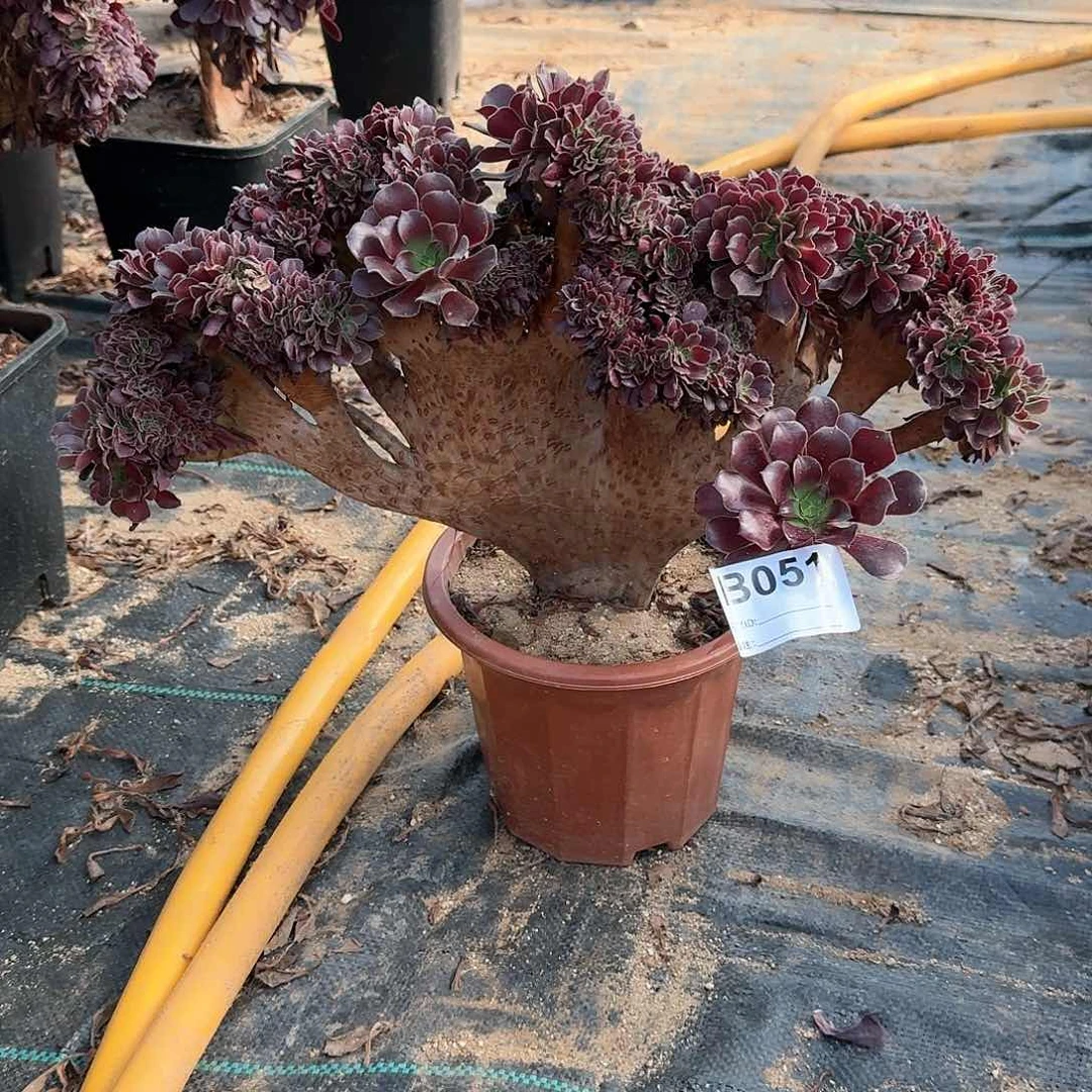 051欧紫一颗呀呀