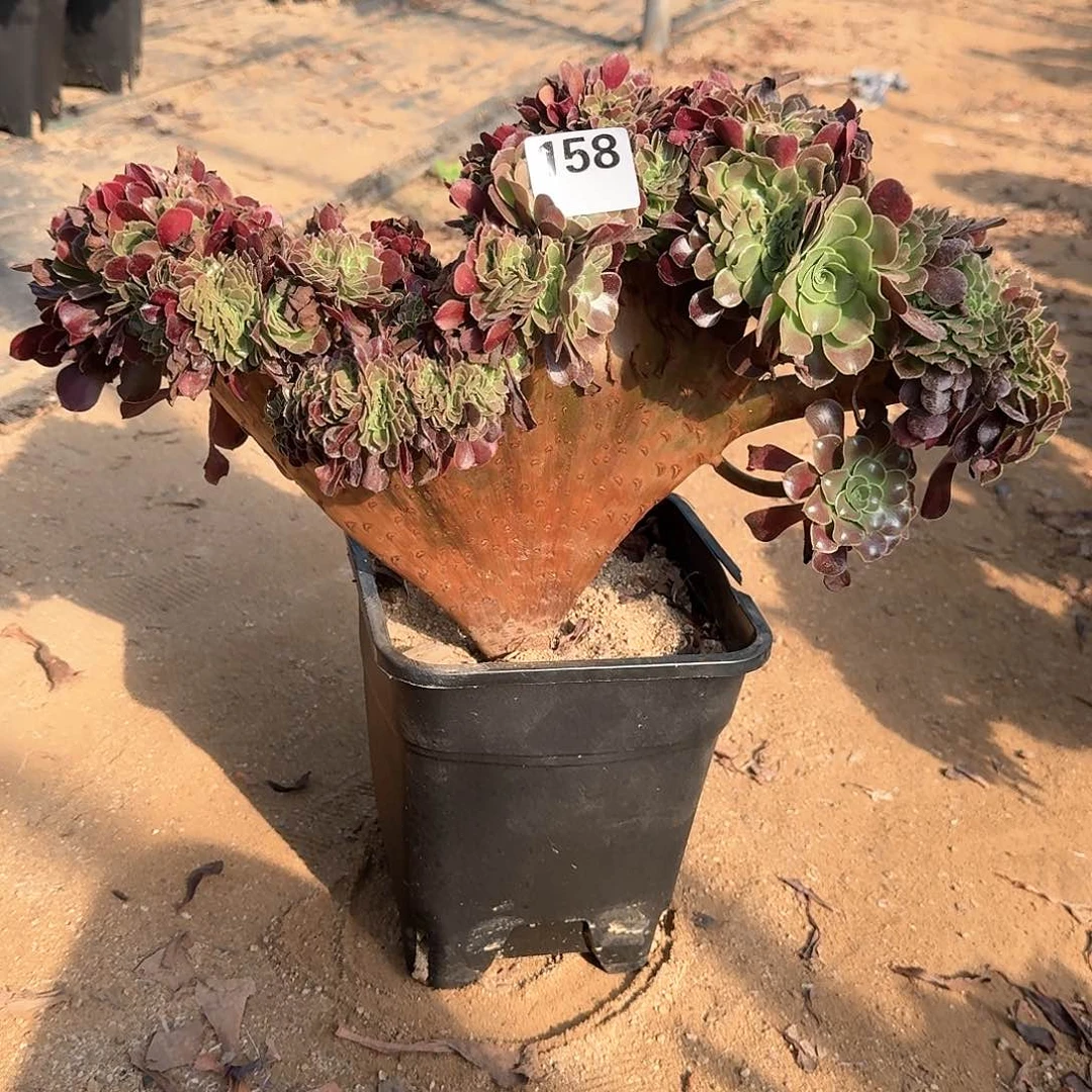 158欧紫一颗呀呀