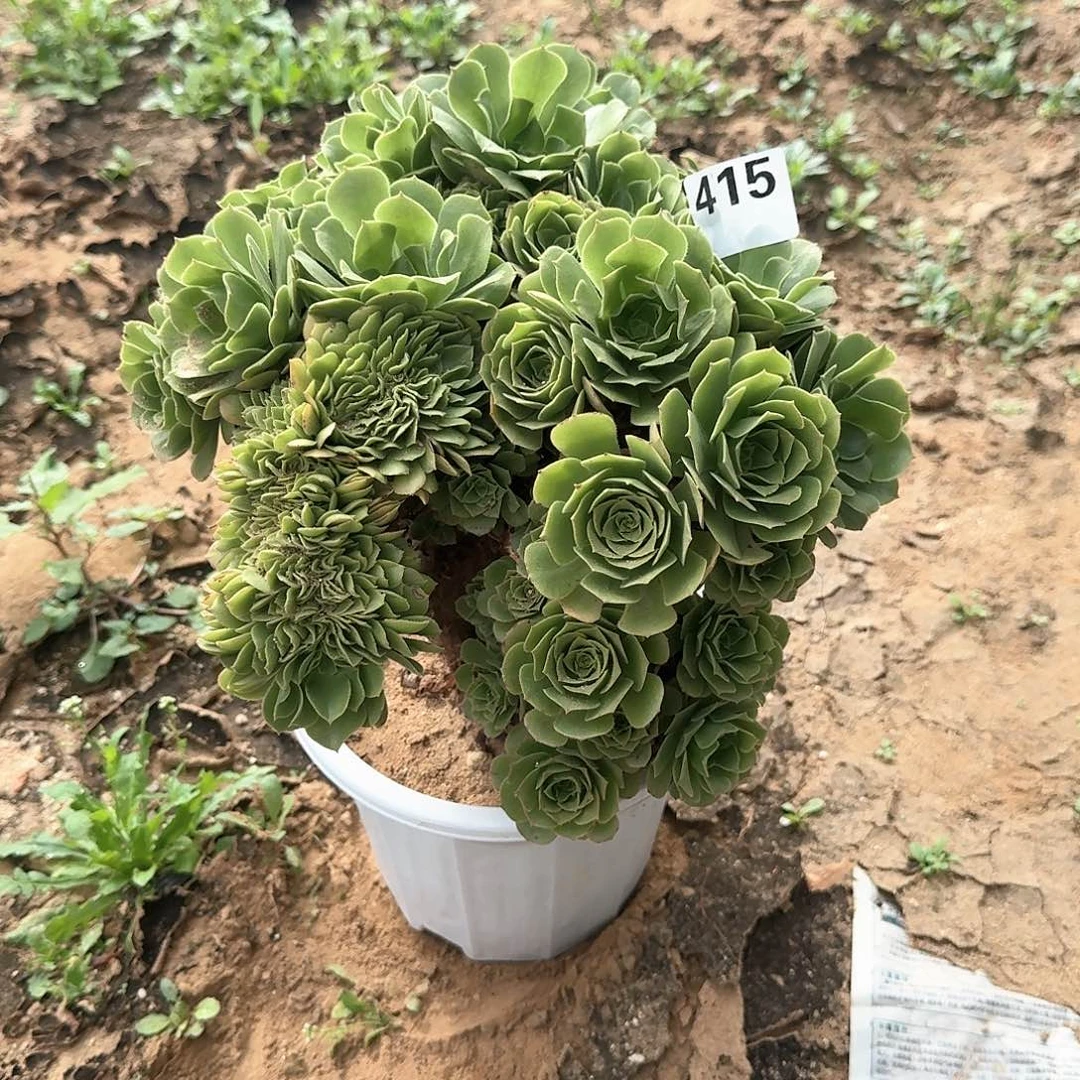415绿羊绒朵朵一颗