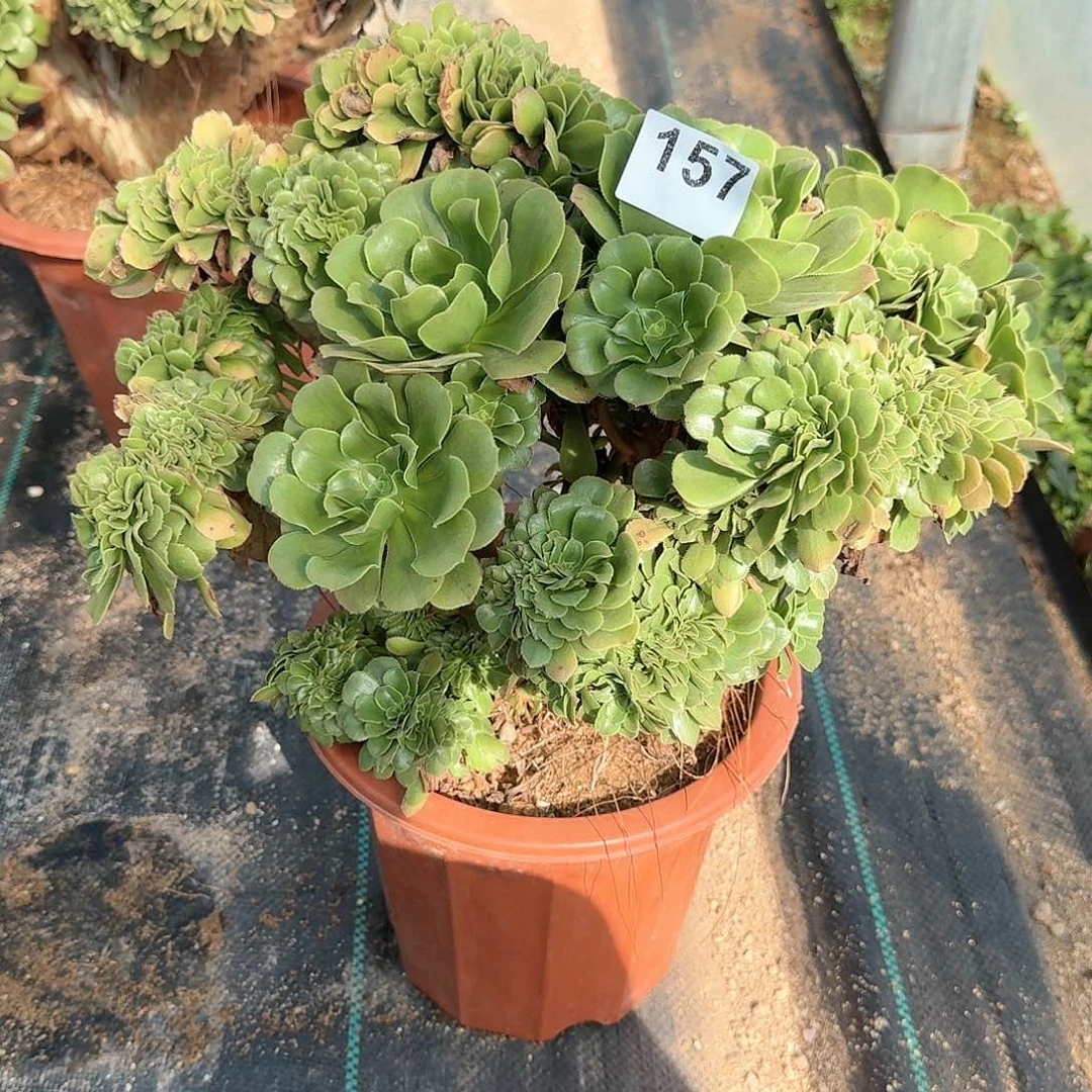 157绿缀一颗呀呀