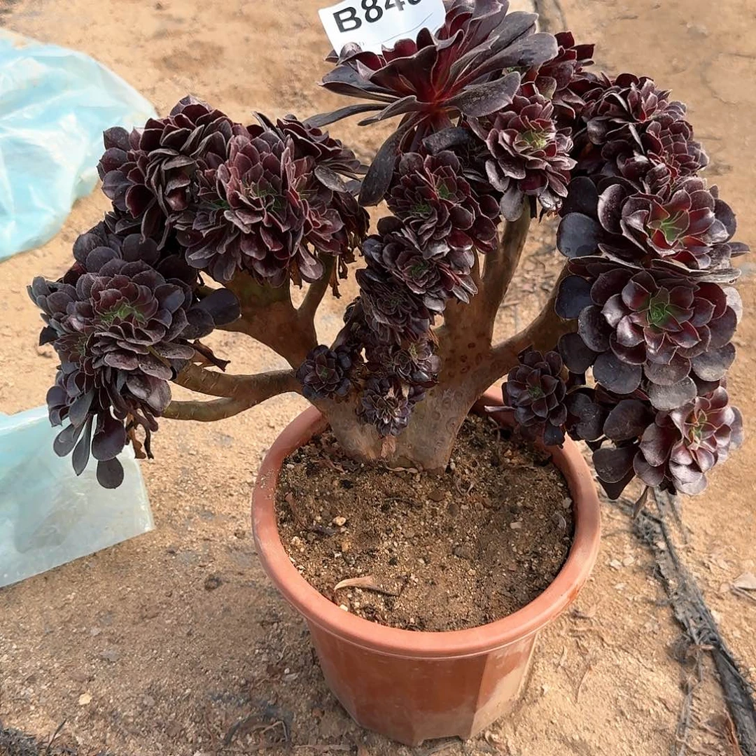 848欧紫有伤一颗呀呀