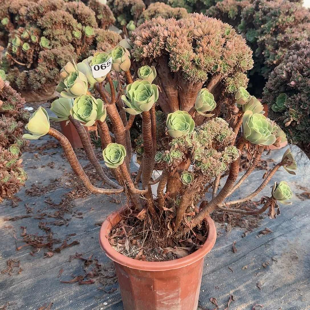 065玫瑰朵朵一颗呀呀