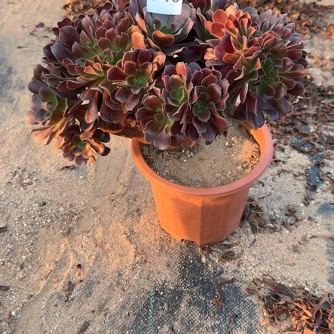 748欧紫一颗呀呀