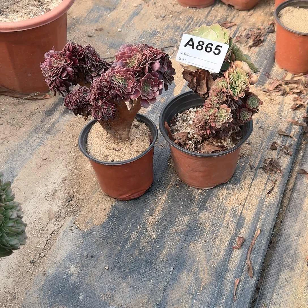 865欧紫万缀共2颗