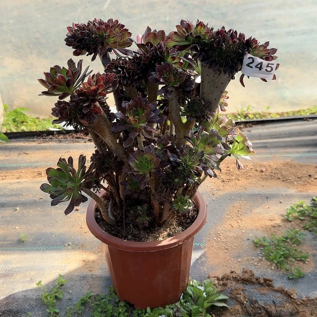 毒*瑰245黑法师有伤一颗呀呀