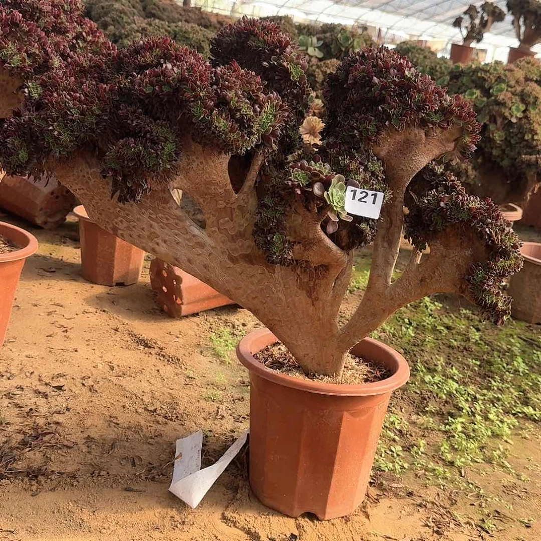 121欧紫一颗呀微瑕