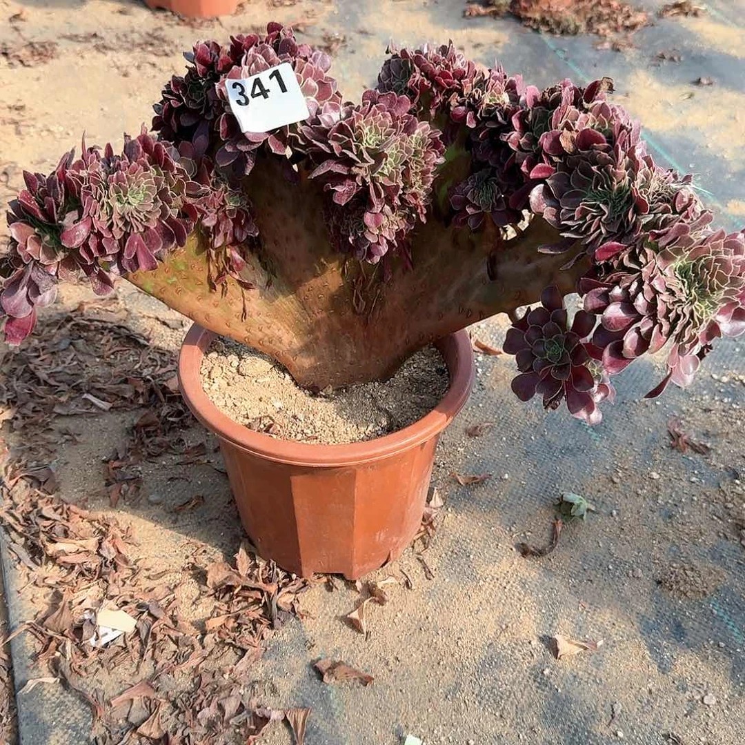 341欧紫一颗呀呀