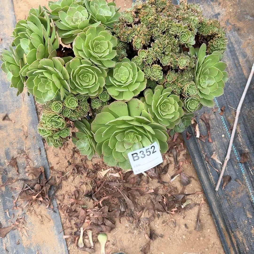 352万朵朵一颗一颗呀