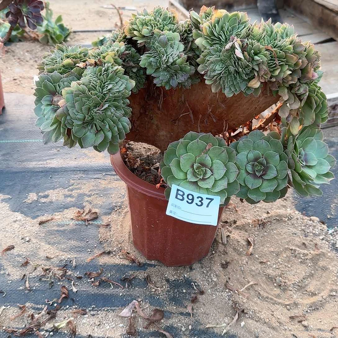 937万缀一颗呀呀