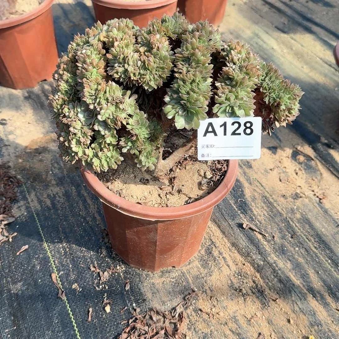 128万缀一颗呀呀