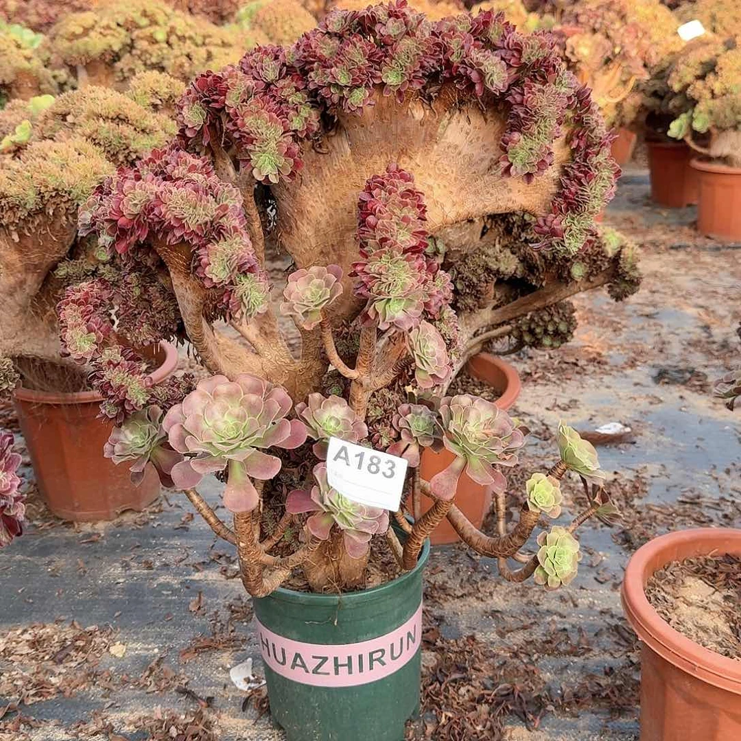 183欧紫有飘枝伤