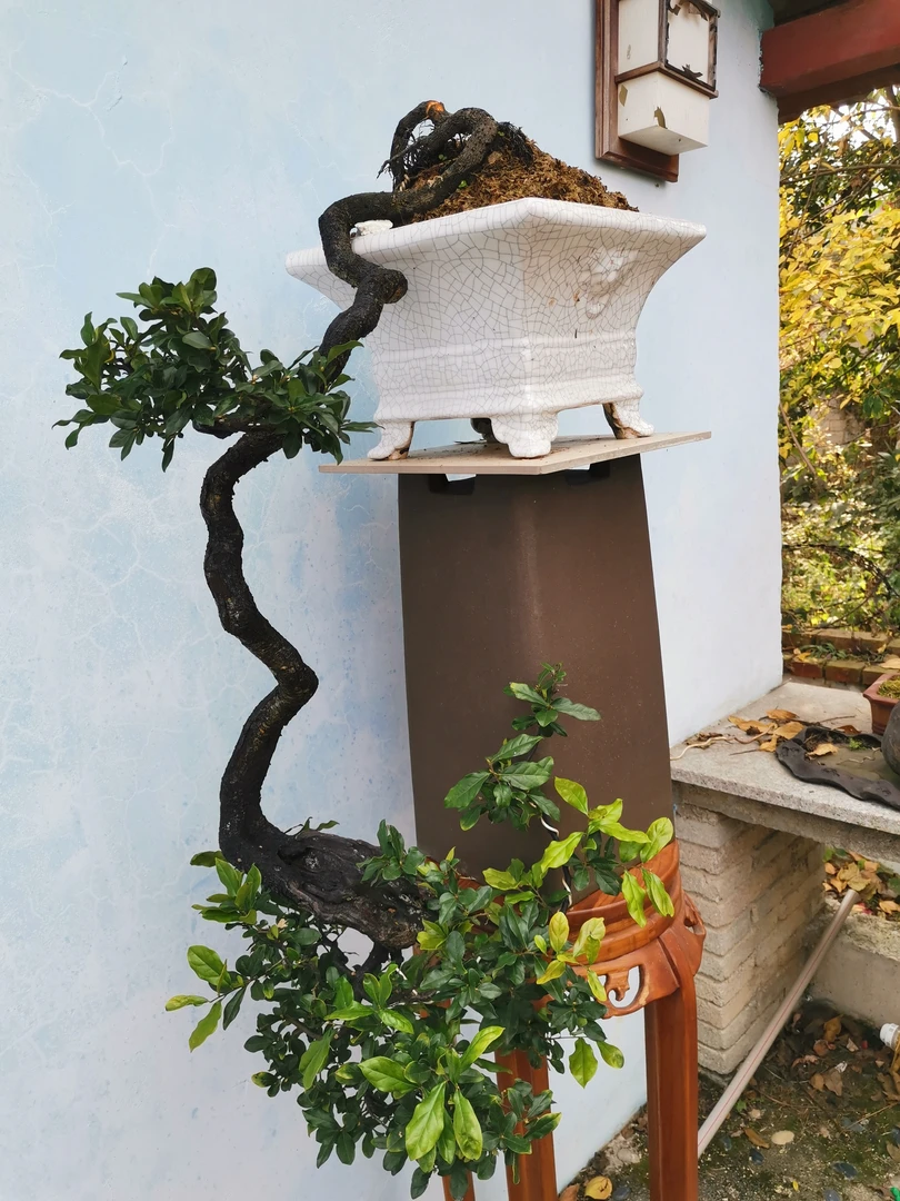 金弹子，一米大垂枝，黄果