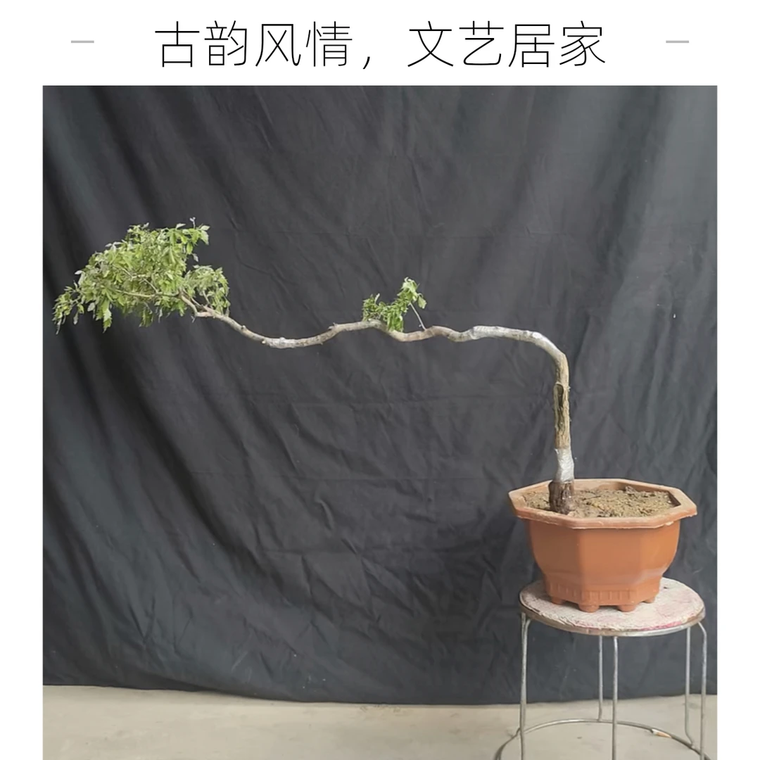 太行山脉小叶黄荆、崖荆、老桩。直播间下单,一物一拍,所见即所得