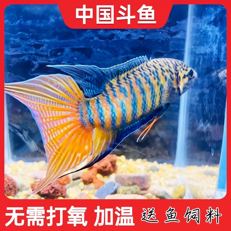 中国斗鱼巨普活体鱼淡水冷水小型鱼好养耐活菩萨鱼无需打氧观赏鱼