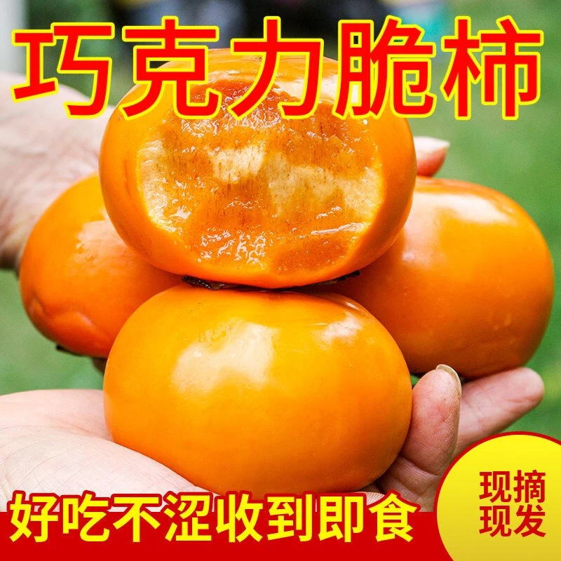 【巧克力脆柿】山西运城新鲜现摘脆柿子应季水果生吃脆甜不涩无核