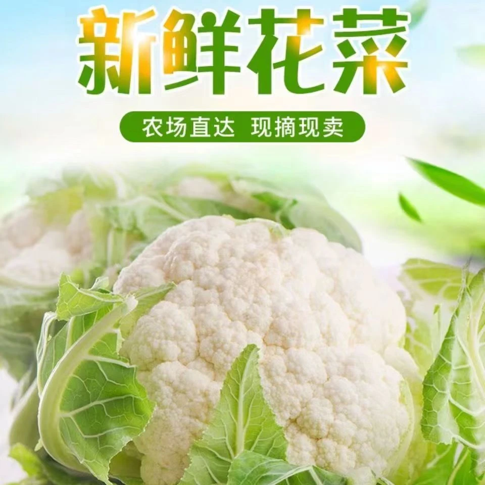农村妈妈现摘疙瘩花农家3斤新鲜蔬菜自种白花菜雪白花青梗花菜