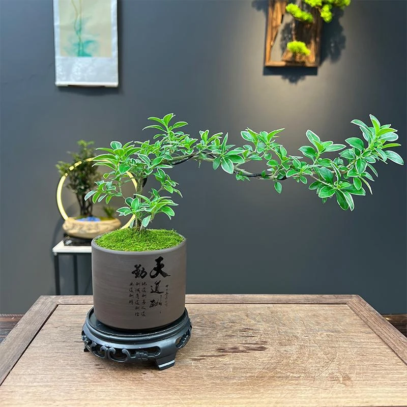 飘枝金边六月雪室内茶桌书桌绿植小盆栽办公室办公桌禅意造型好养