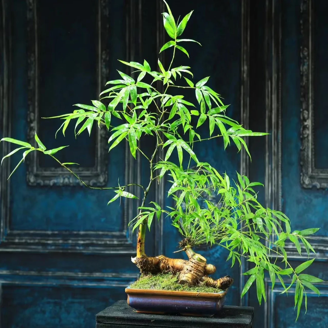 绿植盆景 直播拍