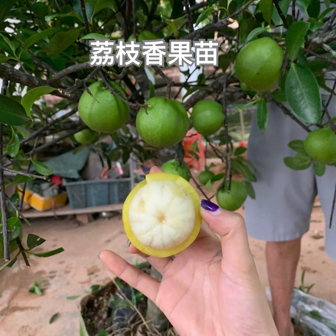 山竹苗小苗不带果  大果山竹苗  常年不落叶