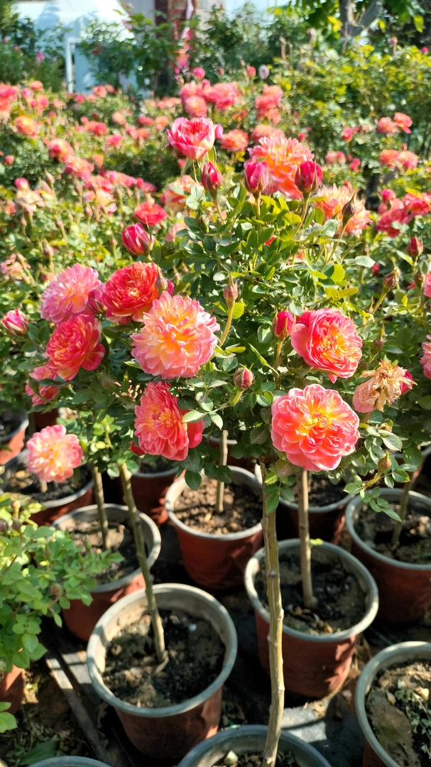 棒棒糖月季姬乙女朱红姬玛丽紫红微月