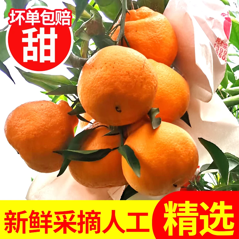 正宗四川春见耙耙柑橘子水果新鲜粑粑柑当季整箱应季甜度采摘多汁