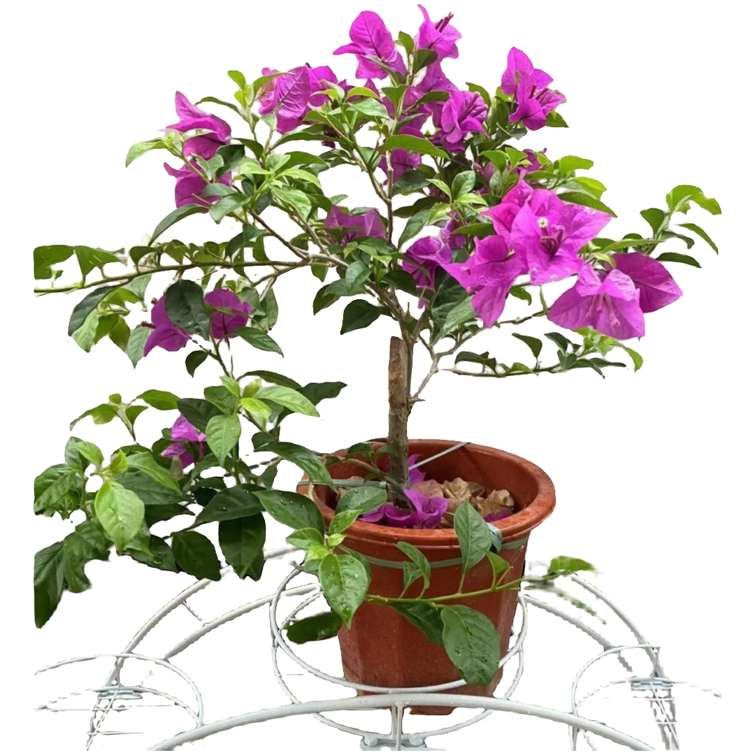 《安格斯云南紫三角梅》～耐寒长势快～勤花爬藤